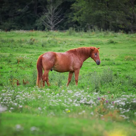 Κατάλυμα σε φάρμα Gutshof Dragefeld