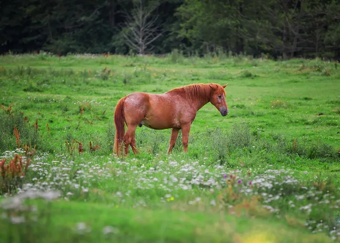 Farm stay Gutshof Dragefeld