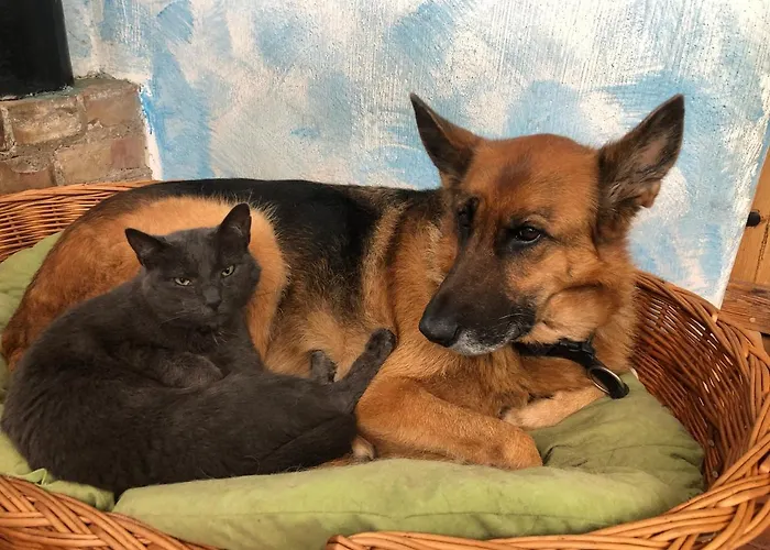 Gutshof Dragefeld Farm stay