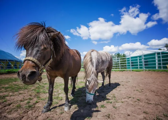 Gutshof Dragefeld Krzyz Wielkopolski